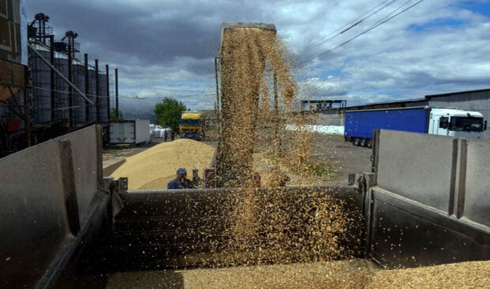 C&ocirc;ng nh&acirc;n đang chất ngũ cốc l&ecirc;n xe tải tại một bến cảng ở v&ugrave;ng Odessa, Ukraine. Ảnh: Reuters