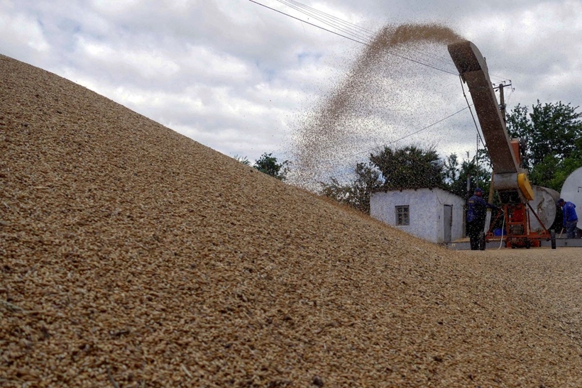 Sơ chế lúa mạch sau thu hoạch ở vùng Odesa, Ukraine. Ảnh: Reuters