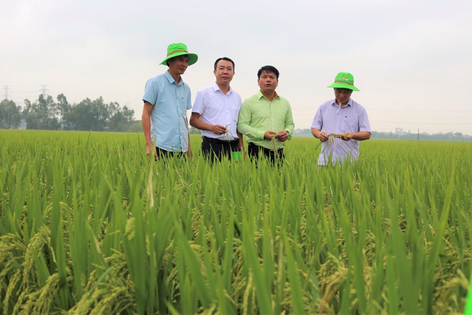 Mô hình khuyến nông ứng dụng cơ giới hóa đồng bộ trong sản xuất lúa tại xã Liên Hà, huyện Đông Anh. Ảnh: Ánh Ngọc