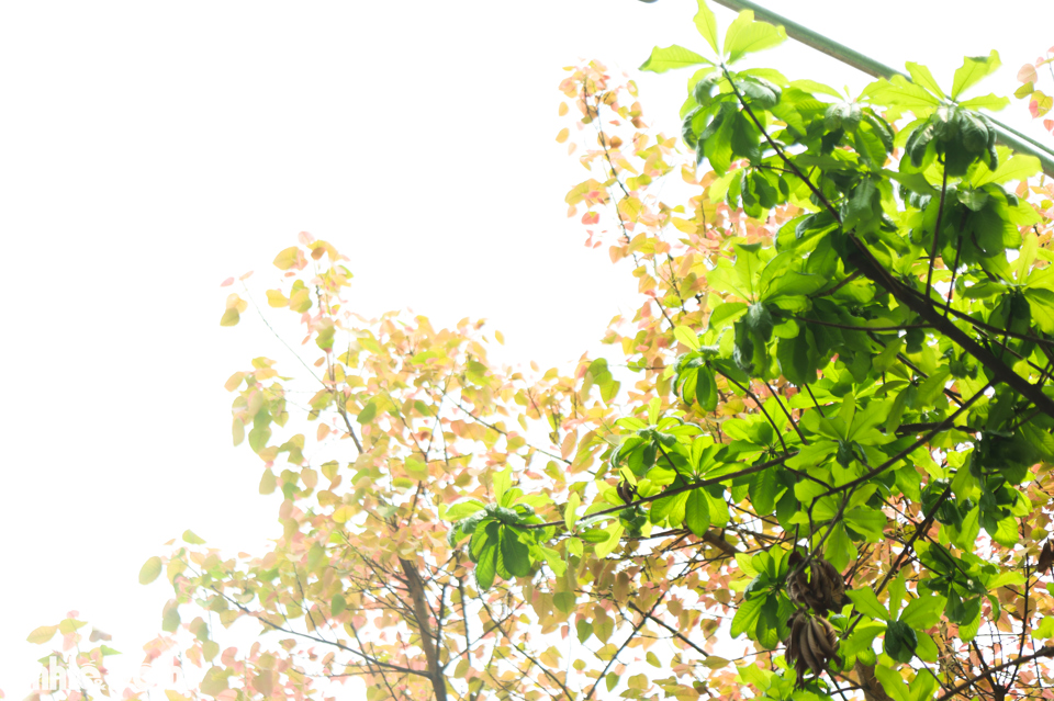 Ngắm cây thay lá vàng ươm trên “con đường lãng mạn nhất Hà Nội” - Ảnh 2