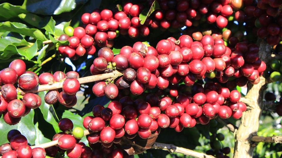 Gi&aacute; c&agrave; ph&ecirc; h&ocirc;m nay 20/4: Robusta tiếp tục tăng, nguồn cung trong d&acirc;n đ&atilde; cạn &nbsp;