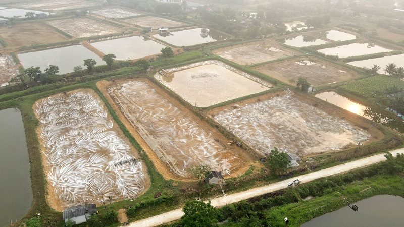 H&agrave;ng loạt hồ đ&atilde; được xử l&yacute; nhưng nguồn nước c&oacute; dấu hiệu &ocirc; nhiễm nghi&ecirc;m trọng n&ecirc;n nhiều hộ nu&ocirc;i t&ocirc;m vẫn chờ nguồn nước từ c&aacute;c d&ograve;ng s&ocirc;ng được cải thiện.