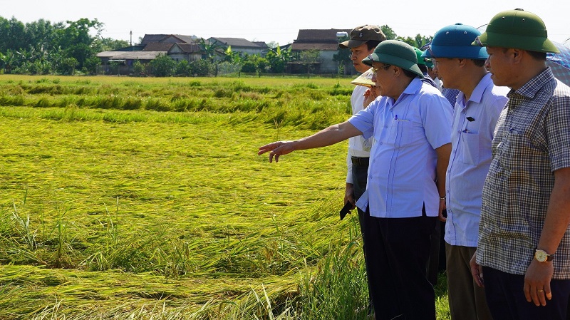 Ph&oacute; Chủ tịch Thường trực UBND tỉnh Quảng Trị H&agrave; Sỹ Đồng kiểm tra diện t&iacute;ch l&uacute;a bị đổ ng&atilde; tại huyện Vĩnh Linh.