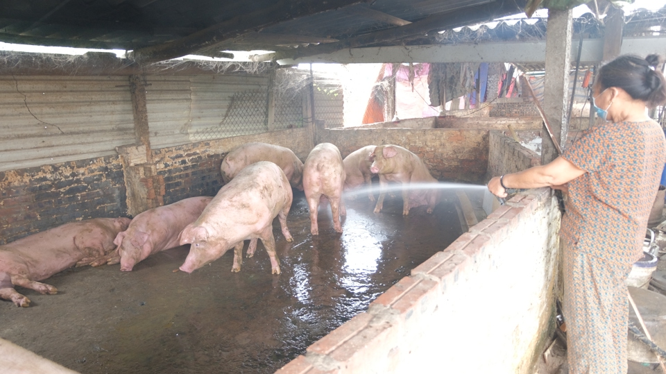 Một hộ chăn nu&ocirc;i lợn tại phường Li&ecirc;n Mạc (quận Bắc Từ Li&ecirc;m). Ảnh: Trọng T&ugrave;ng.