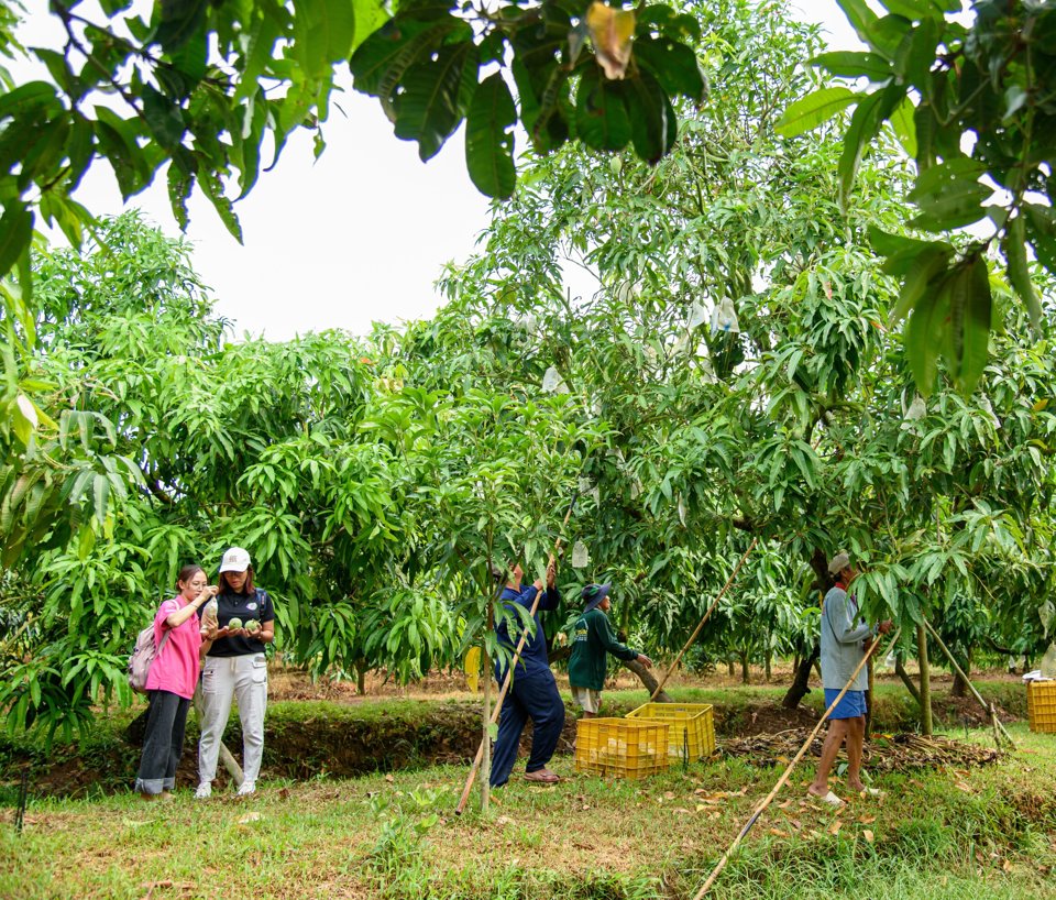 Hiện tỉnh Đồng Th&aacute;p c&oacute; 14.000 ha xo&agrave;i được trồng v&agrave; cho sản lượng 200 tấn/ năm. Ảnh PV