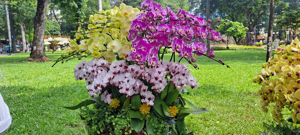 Cụm hoa lan tuyệt đẹp của 1 đơn vị. (ảnh: T&acirc;n Tiến).