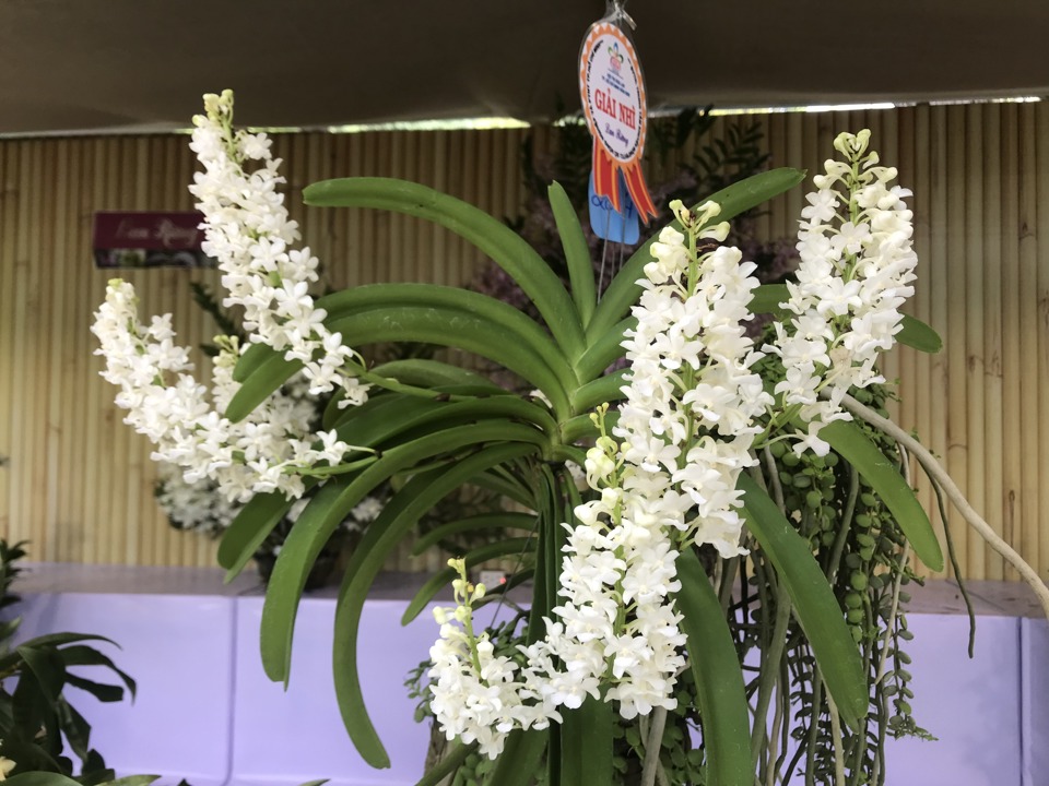Một t&aacute;c phẩm hoa lan rừng đạt giải trong hội thi tại Festival Hoa lan lần thứ 2 - năm 2023.&nbsp;(ảnh: T&acirc;n Tiến).