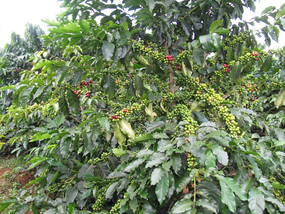 Gi&aacute; c&agrave; ph&ecirc; h&ocirc;m nay 29/4: Robusta tăng trở lại, trong nước cao nhất 51.500 đồng/kg &nbsp;