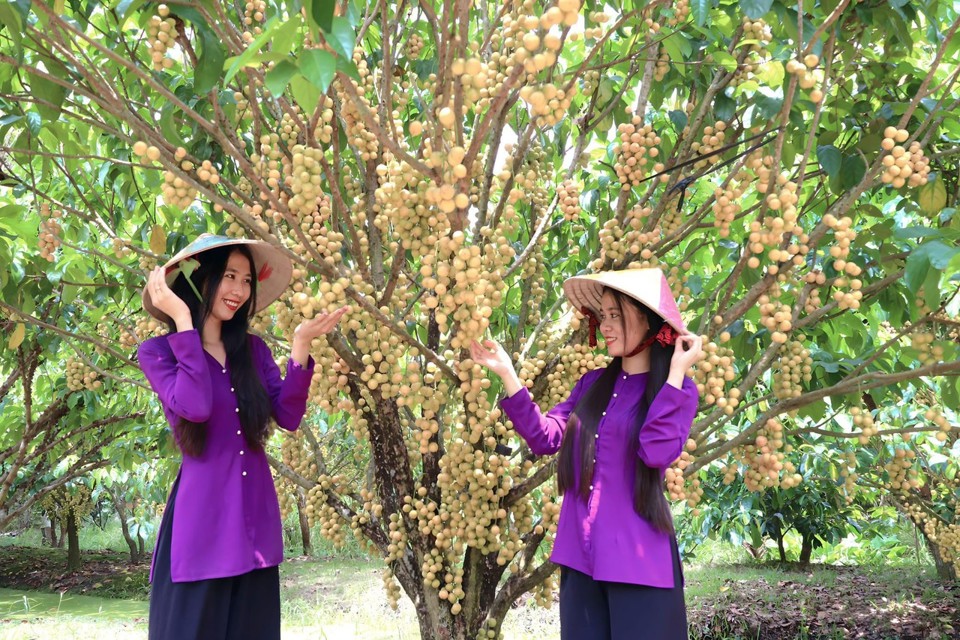 Du kh&aacute;ch trải nghiệm những vườn d&acirc;u Hạ Ch&acirc;u ch&iacute;n rộ ở huyện Phong Điền (TP Cần Thơ).
