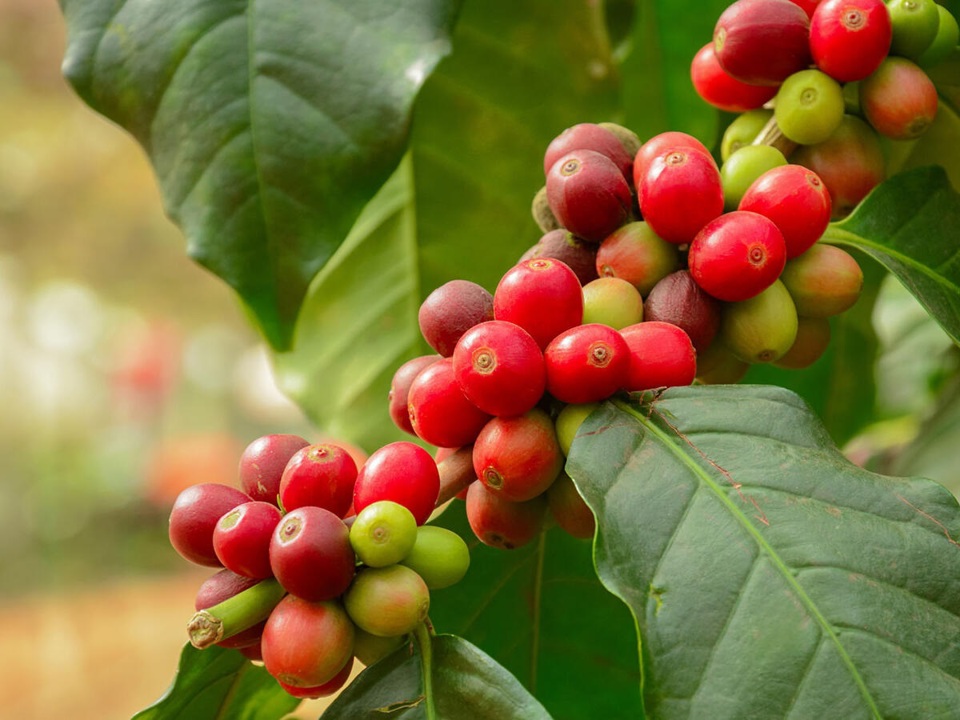 Gi&aacute; c&agrave; ph&ecirc; h&ocirc;m nay 1/5: Th&aacute;ng 4 rực rỡ, Robusta tăng hơn 200 USD