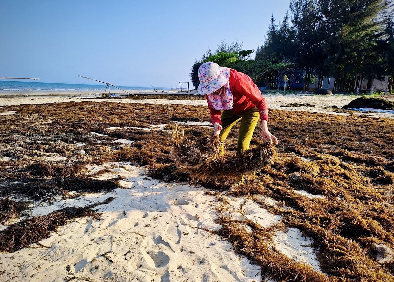 Anh L&ecirc; Văn Lộc, th&ocirc;n Nam L&atilde;nh, x&atilde; Quảng Ph&uacute; cho biết, những năm trước, người d&acirc;n khai th&aacute;c rong mơ ồ ạt theo kiểu tận thu nhưng những năm gần đ&acirc;y đ&atilde; c&oacute; &yacute; thức hơn, khai th&aacute;c đ&uacute;ng m&ugrave;a v&agrave; khai th&aacute;c hạn chế. " Khai th&aacute;c rong mơ phải đ&uacute;ng m&ugrave;a, nếu kh&ocirc;ng sẽ l&agrave;m ảnh hưởng đến sự sinh trưởng của t&ocirc;m c&aacute;. Tuy nhi&ecirc;n, nếu khai th&aacute;c muộn th&igrave; rong mơ cũng sẽ tự chết v&agrave; ph&acirc;n hủy", anh L&ecirc; Văn Lộc n&oacute;i.