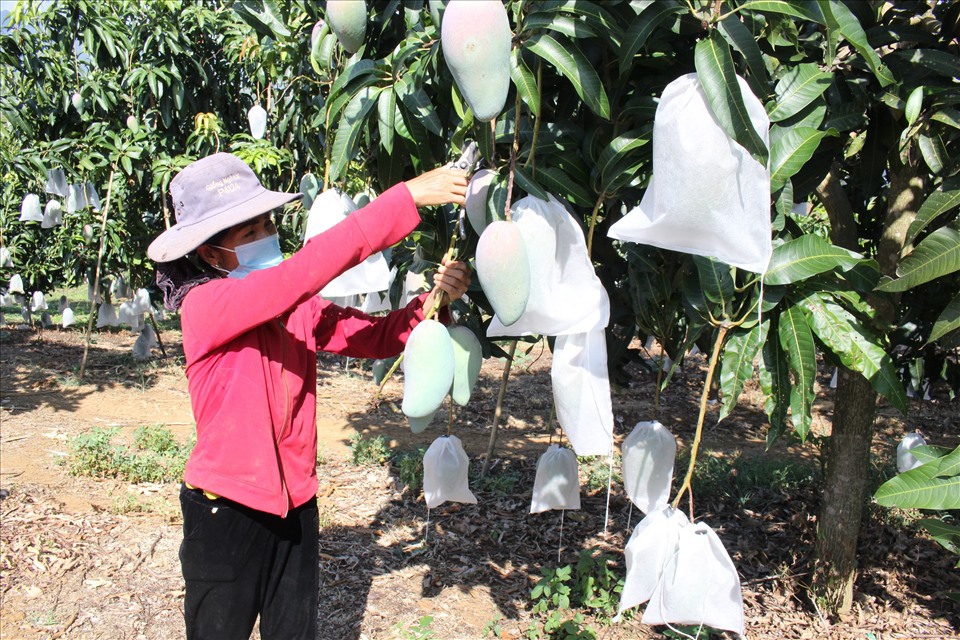 V&ugrave;ng trồng xo&agrave;i huyện Y&ecirc;n Ch&acirc;u, tỉnh Sơn La đạt ti&ecirc;u chuẩn xuất khẩu. Ảnh minh họa