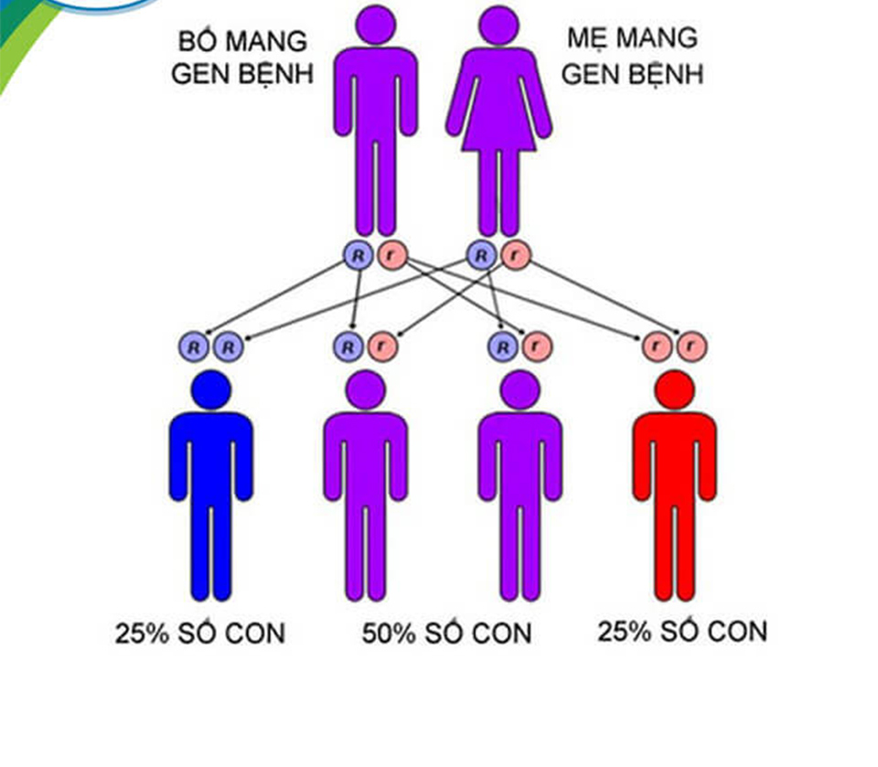 Gen bệnh Thalassemia di truyền từ cha mẹ sang con.