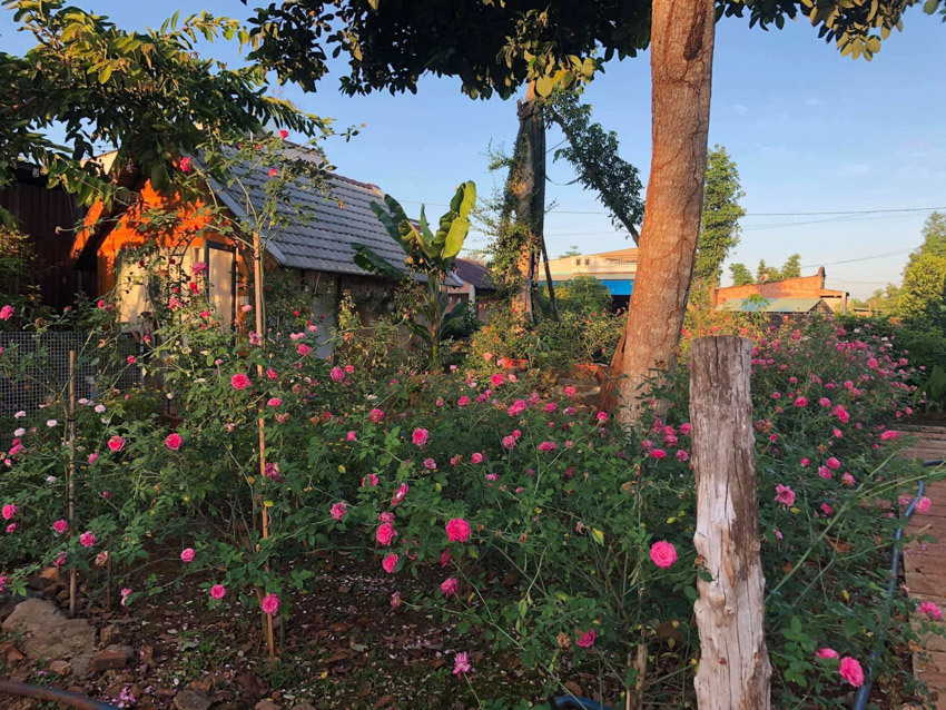 Ngôi nhà gỗ nhỏ xinh xắn nằm giữa vườn hoa hồng rực rỡ - Ảnh 7