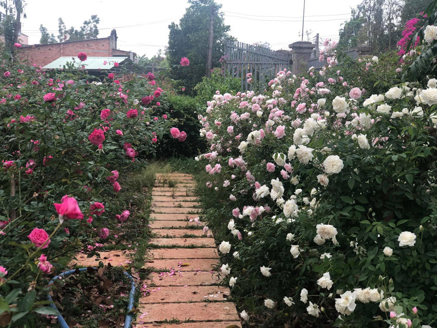 Ngôi nhà gỗ nhỏ xinh xắn nằm giữa vườn hoa hồng rực rỡ - Ảnh 12