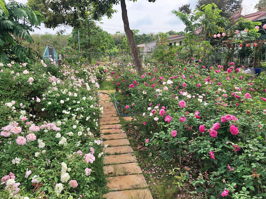Ngôi nhà gỗ nhỏ xinh xắn nằm giữa vườn hoa hồng rực rỡ - Ảnh 8