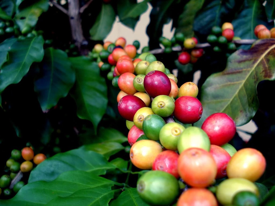 Gi&aacute; c&agrave; ph&ecirc; h&ocirc;m nay 9/5: Robusta rộng cửa tăng khi dự b&aacute;o sản lượng giảm &nbsp;