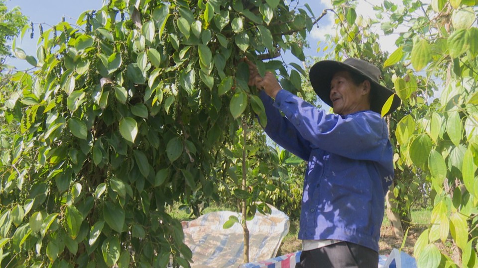 Gi&aacute; ti&ecirc;u h&ocirc;m nay 20/5: Nhu cầu mua tăng tại Trung Quốc, Trung Đ&ocirc;ng v&agrave; Mỹ