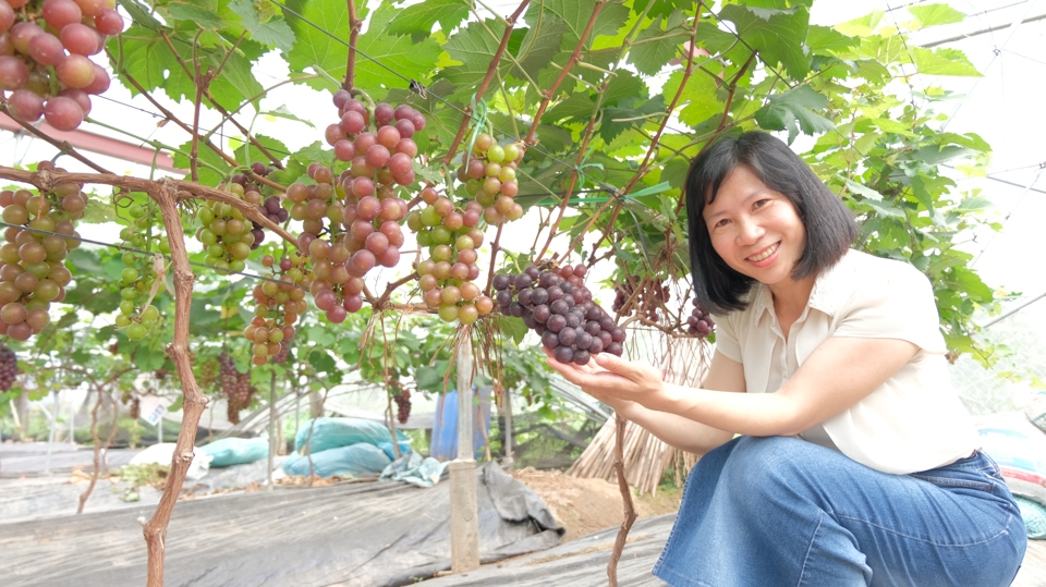 Vườn nho hạ đen xum xu&ecirc;, trĩu quả của gia đ&igrave;nh &ocirc;ng Nguyễn Văn Mỡ. Ảnh: L&acirc;m Nguyễn.