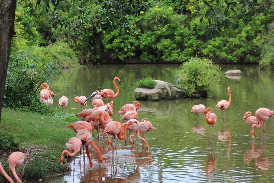 Đặt ch&acirc;n v&agrave;o Safari du kh&aacute;ch được chi&ecirc;m ngưỡng vẻ đẹp mỹ miều của đ&agrave;n hồng hạc với số lượng tương đối đ&ocirc;ng. Ảnh: Hữu Tuấn