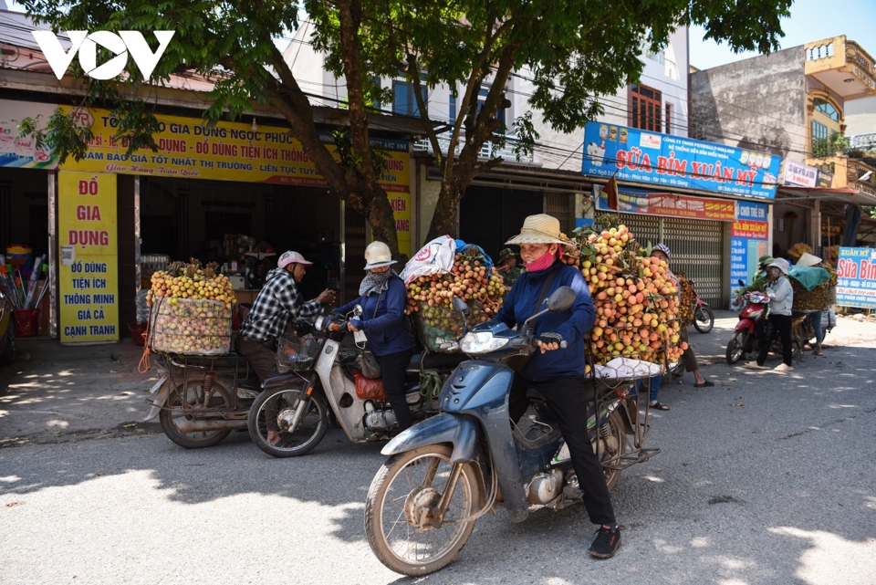 Hiện nay, vải thiều sớm T&acirc;n Y&ecirc;n mới bắt đầu v&agrave;o ch&iacute;nh vụ nhưng đ&atilde; c&oacute; rất đ&ocirc;ng người d&acirc;n thu hoạch sớm, đưa ra điểm c&acirc;n để mang đi ti&ecirc;u thụ tại c&aacute;c thị trường nội địa v&agrave; quốc tế.