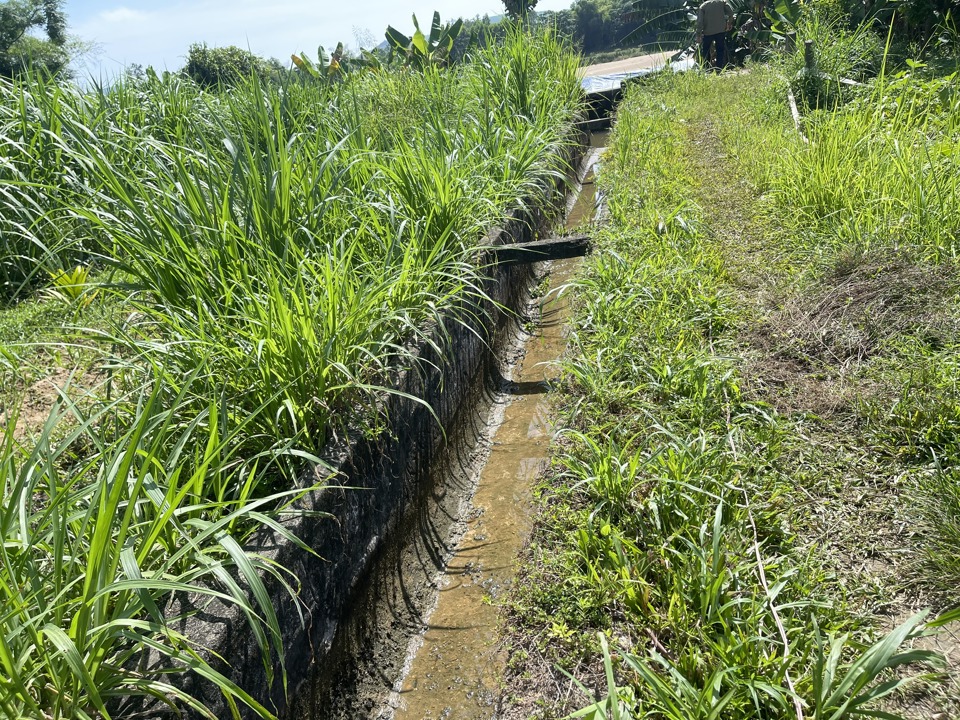 Hàng nghìn hecta đất nông nghiệp ở Quảng Ngãi có khả năng gặp hạn