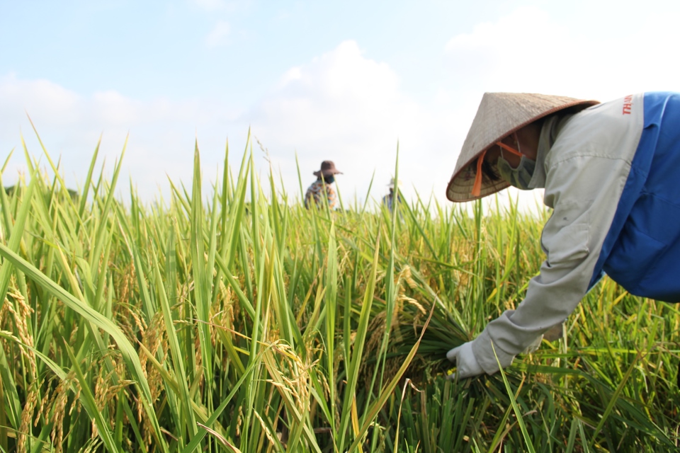 Nông dân Hà Nội thu hoạch lúa dưới nắng nóng gay gắt - Ảnh 1