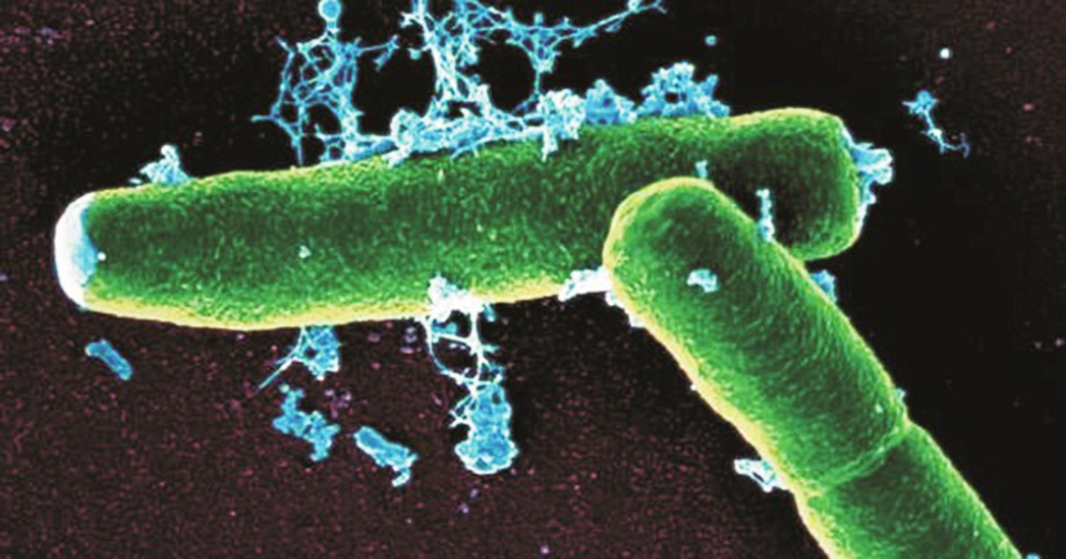 Vi khuẩn h&igrave;nh que Bacillus anthracis (Ảnh minh họa).