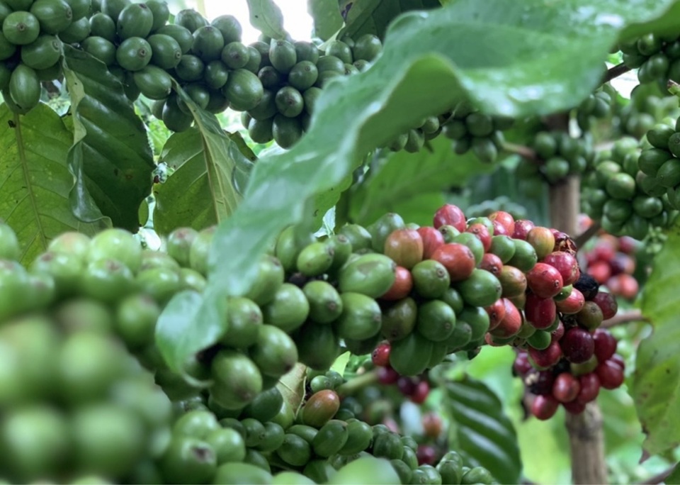 Giá cà phê hôm nay 2/6: Robusta tăng mạnh trở lại, trong nước vượt 61.000 đồng/kg