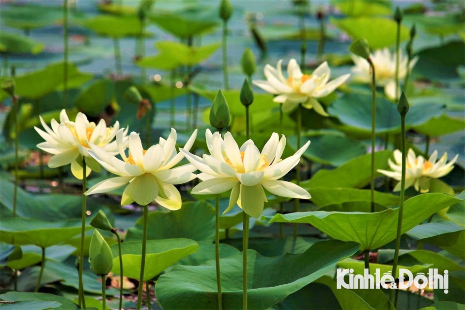 Sen l&agrave; một lo&agrave;i hoa mang vẻ đẹp đơn giản nhưng c&oacute; sức cuốn h&uacute;t m&atilde;nh liệt, thường c&oacute; 2 loại ch&iacute;nh l&agrave; hồng li&ecirc;n - m&agrave;u hồng v&agrave; bạch li&ecirc;n - m&agrave;u trắng.