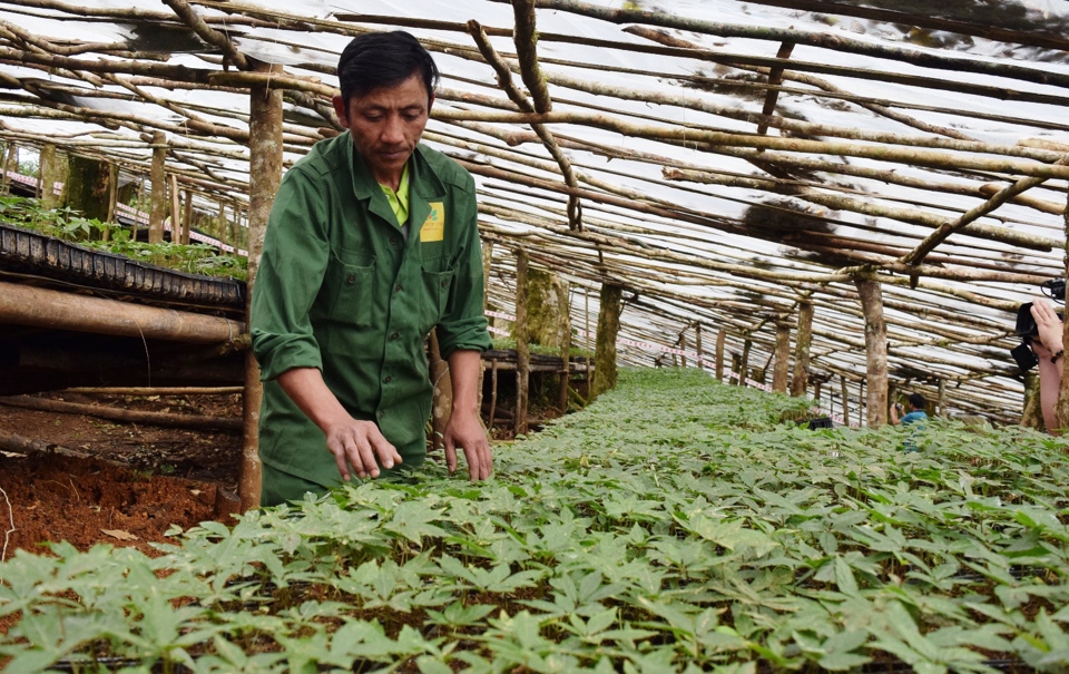 X&acirc;y dựng v&ugrave;ng bảo tồn nguy&ecirc;n vị (in situ) v&agrave; vườn sưu tập (ex situ) nguồn gen c&acirc;y S&acirc;m Việt Nam tại một số v&ugrave;ng sinh th&aacute;i điển h&igrave;nh c&oacute; ph&acirc;n bố tự nhi&ecirc;n