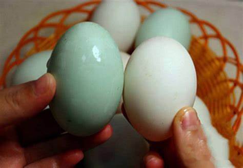 Mua trứng vịt nên chọn quả vỏ màu trắng hay xanh? - Ảnh 1