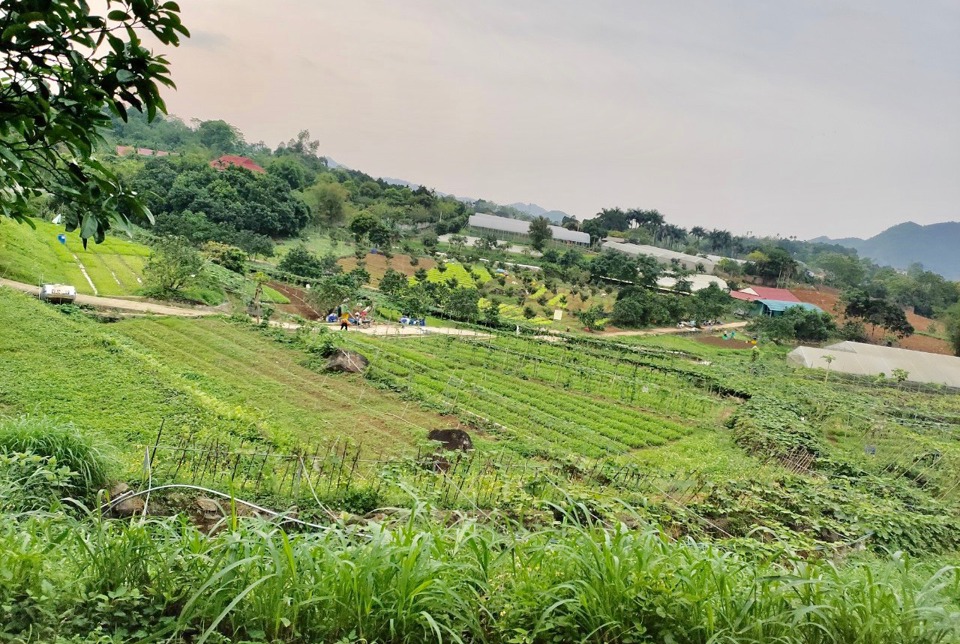 Trang trại Hoa Vi&ecirc;n hiện đang cung cấp một lượng lớn thịt lợn v&agrave; rau hữu cơ cho thị trường H&agrave; Nội.