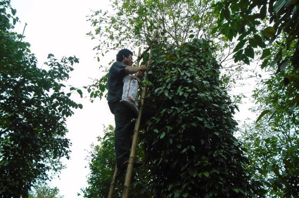 Gi&aacute; ti&ecirc;u h&ocirc;m nay 9/6: Xuất khẩu hồ ti&ecirc;u sang Mỹ tăng mạnh &nbsp;