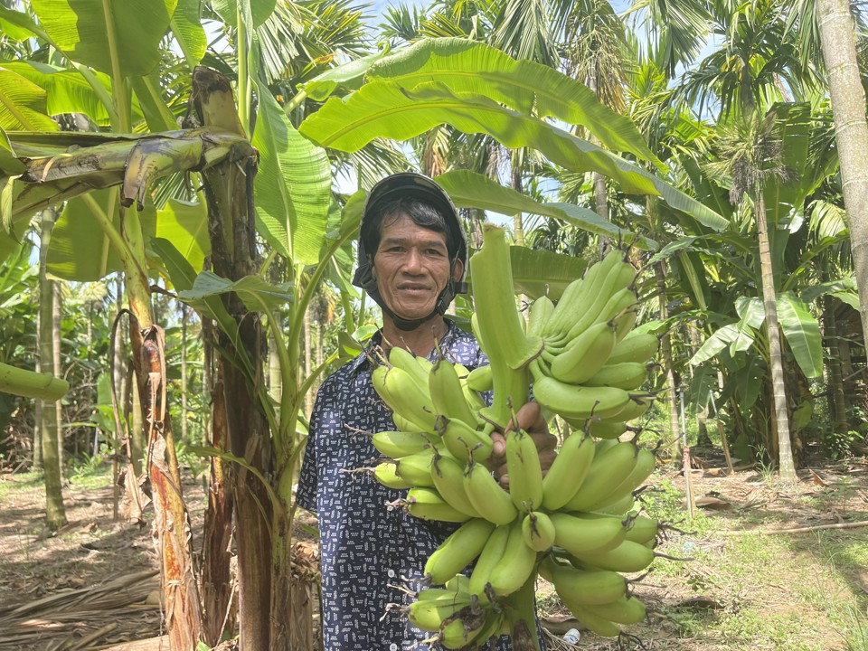 Người d&acirc;n H&agrave;nh T&iacute;n Đ&ocirc;ng cố gắng giữ sản phẩm chuối ngự bản địa.