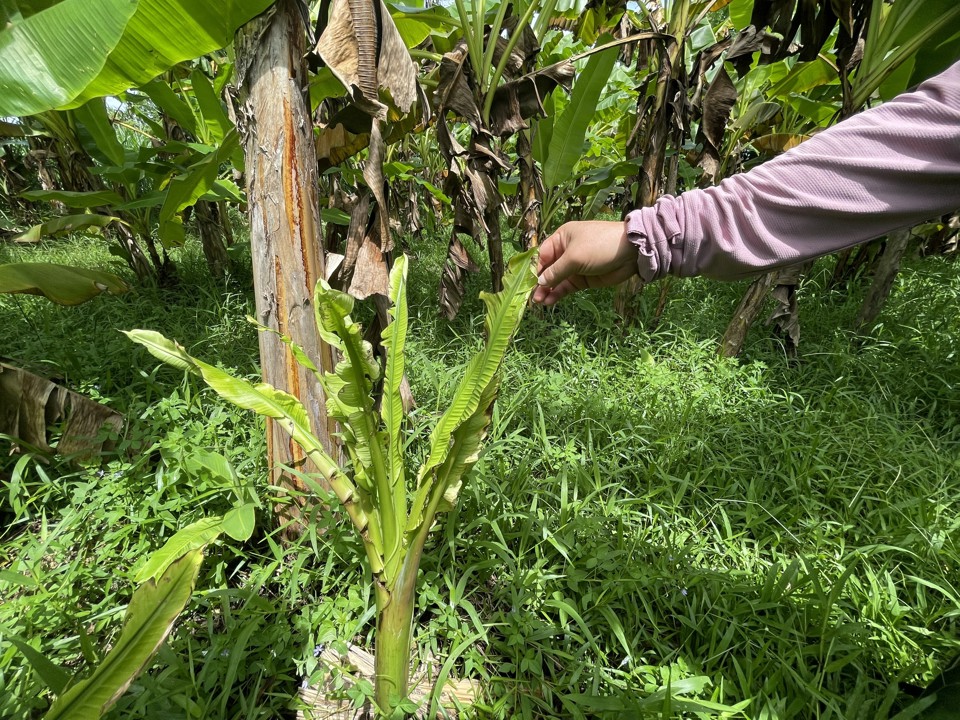 Chuối con cũng bị nhiễm bệnh.