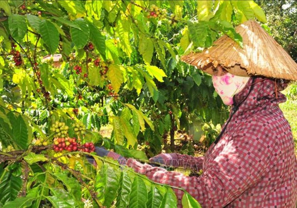 Gi&aacute; c&agrave; ph&ecirc; h&ocirc;m nay 11/6: Tăng 3.000 đồng/kg trong tuần, Robusta lập kỷ lục mới