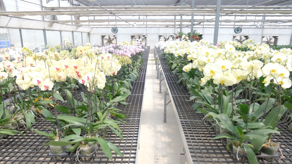 Nhờ ứng dụng c&ocirc;ng nghệ cao, hoa lan hồ điệp mang thương hiệu M&ecirc; Linh F-Farm bền đẹp, c&aacute;nh d&agrave;y, thời gian sử dụng d&agrave;i n&ecirc;n được người ti&ecirc;u d&ugrave;ng ưa chuộng.