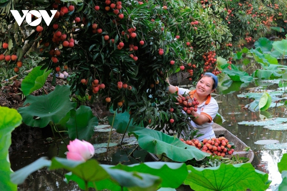 Bộ C&ocirc;ng Thương cũng cho rằng, cần ph&aacute;t huy vai tr&ograve; của &ldquo;chợ truyền thống&rdquo; trong ti&ecirc;u thụ tr&aacute;i vải thiều, đặc biệt l&agrave; thị trường ph&iacute;a Nam.