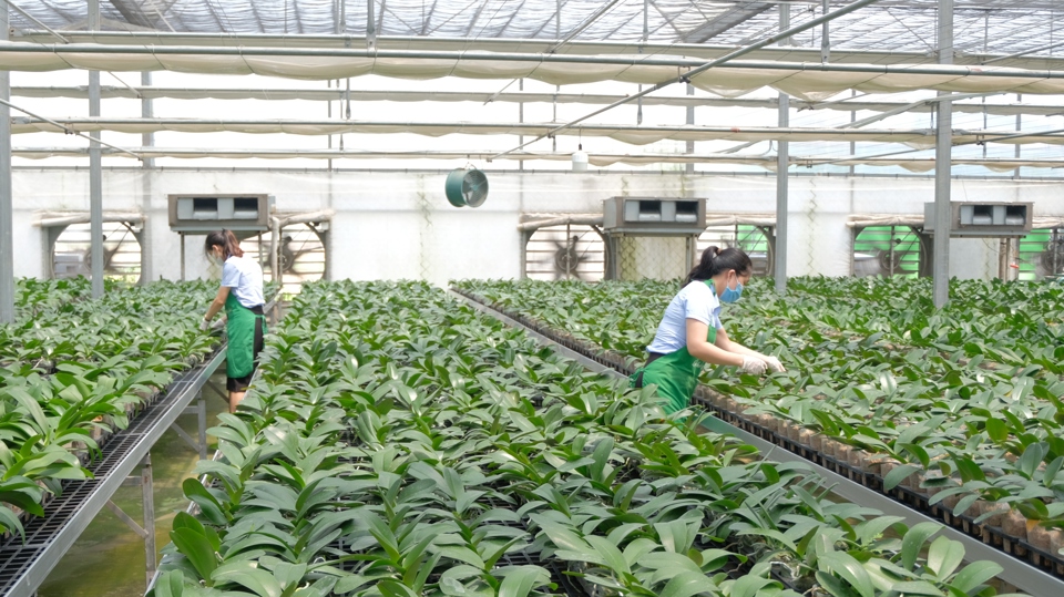 Anh Nguyễn Tiến Dũng, đại diện trang trại M&ecirc; Linh F-Farm cho biết trong thời gian tới sẽ tiếp tục nghi&ecirc;n cứu ứng dụng để n&acirc;ng cao chất lượng c&aacute;c loại hoa, thảo dược đang được trồng tự nhi&ecirc;n. Anh cũng kỳ vọng c&oacute; thể ph&aacute;t triển M&ecirc; Linh F-Farm trở th&agrave;nh điểm du lịch sinh th&aacute;i ấn tượng của huyện M&ecirc; Linh v&agrave; TP H&agrave; Nội.