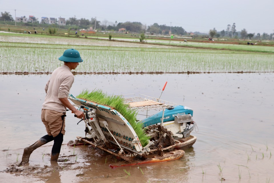 Ứng dụng mạ khay, máy cấy trong canh tác lúa tại xã Liên Hà (huyện Đông Anh). Ảnh: Lưu Phượng