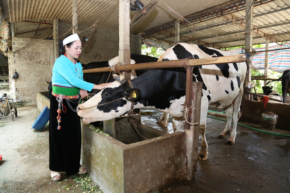 Chăn nuôi bò sữa tại xã Ba Trại, huyện Ba Vì. Ảnh: Thanh Hải