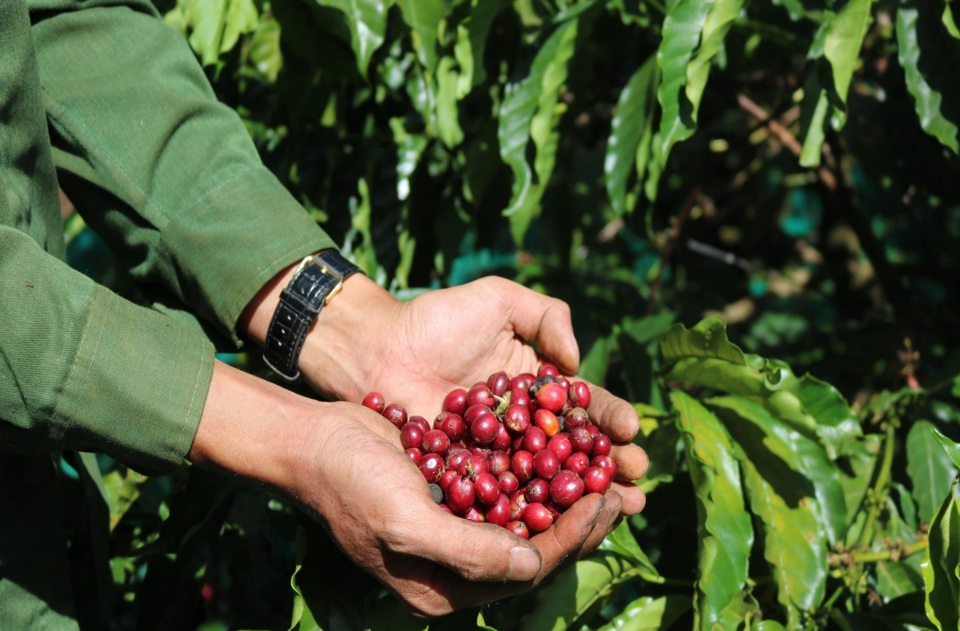 Gi&aacute; c&agrave; ph&ecirc; h&ocirc;m nay 14/6: Robusta tăng, thị trường khan hiếm c&agrave; ph&ecirc; giống &nbsp;