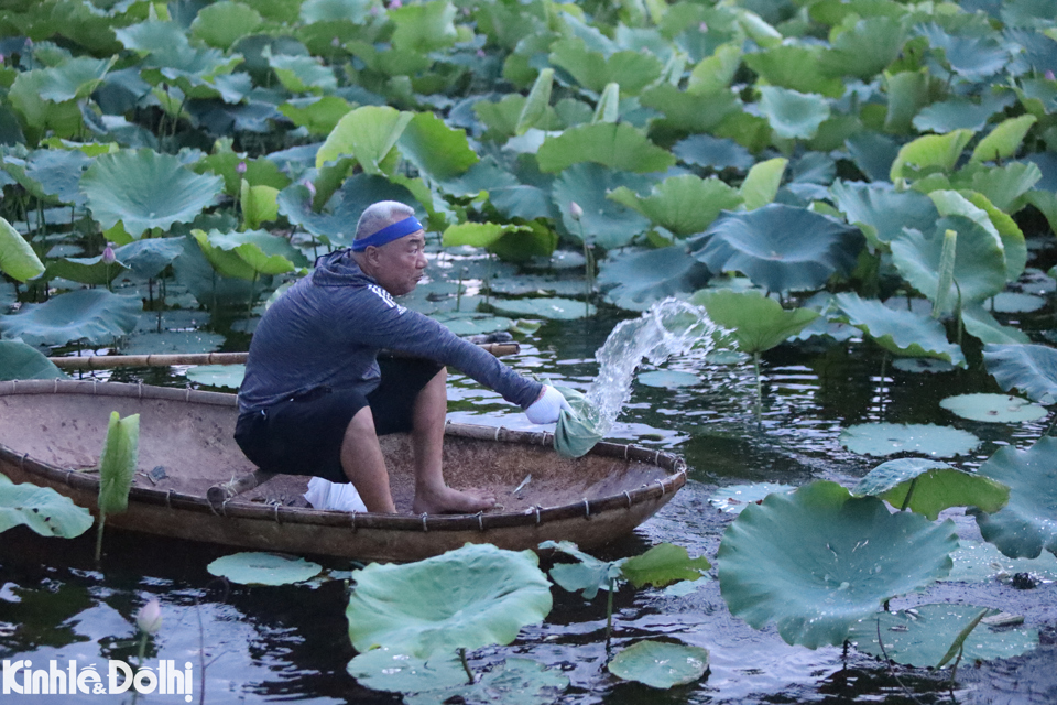 5 giờ s&aacute;ng, ph&oacute;ng vi&ecirc;n c&oacute; mặt tại hồ Đầm Trị (phường Quảng An, T&acirc;y Hồ), trong s&aacute;ng sớm tinh mơ &ocirc;ng Trần Trung Th&agrave;nh (50 tuổi) c&ugrave;ng những người th&acirc;n trong gia đ&igrave;nh ra đầm sen của nh&agrave; để thu hoạch.