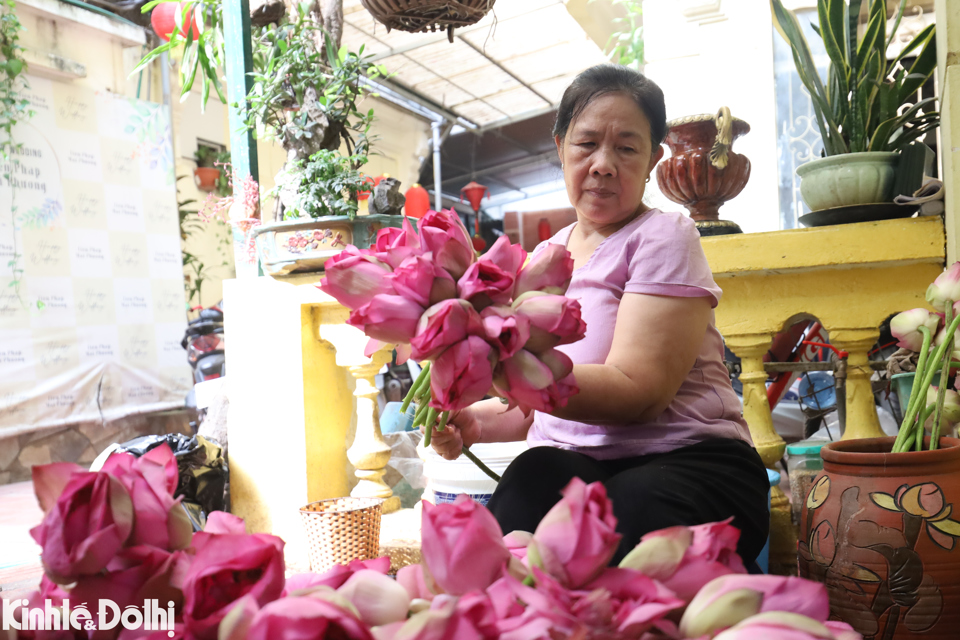 Để ướp tr&agrave; sen, bước đầu ti&ecirc;n l&agrave; chọn tr&agrave;. Gia đ&igrave;nh b&agrave; Dần lựa chọn&nbsp;loại tr&agrave; thượng hạng Th&aacute;i Nguy&ecirc;n. Kinh nghiệm của cụ Dần cho biết tr&agrave; ngon l&agrave; b&uacute;p của những c&acirc;y c&oacute; t&aacute;n cao, khi mới uống thấy hơi ch&aacute;t nhưng c&agrave;ng lắng s&acirc;u từ lưỡi, v&ograve;ng họng v&agrave; cổ sẽ cảm nhận được vị ngọt.&nbsp;Tiếp đến l&agrave; chọn sen v&agrave; đương nhi&ecirc;n l&agrave; sen hồ T&acirc;y.