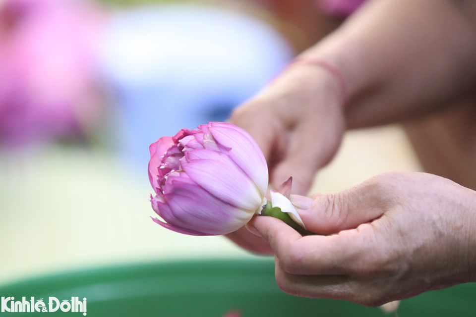 Việc lấy gạo sen phải rất kh&eacute;o l&eacute;o, nhẹ nh&agrave;ng, nhanh v&agrave; linh hoạt để kh&ocirc;ng bay mất hương thơm cũng như n&aacute;t. Mỗi lớp tr&agrave; sẽ được giải một lớp gạo sen, c&ocirc;ng đoạn n&agrave;y được thực hiện khẩn trương v&agrave; song trước 10 giờ để đạt hiệu quả tốt nhất cho tr&agrave; sen.&nbsp;