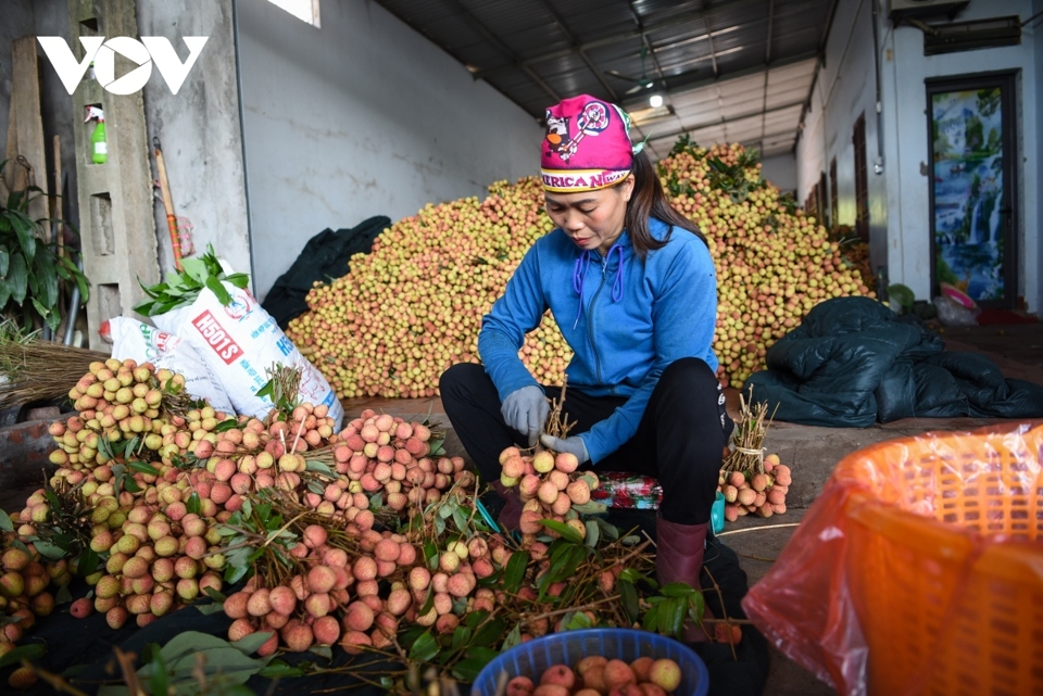 Người d&acirc;n thủ phủ vải thiều sớm T&acirc;n Y&ecirc;n đang tất bật thu hoạch vải thiều để b&aacute;n cho c&aacute;c thương l&aacute;i.