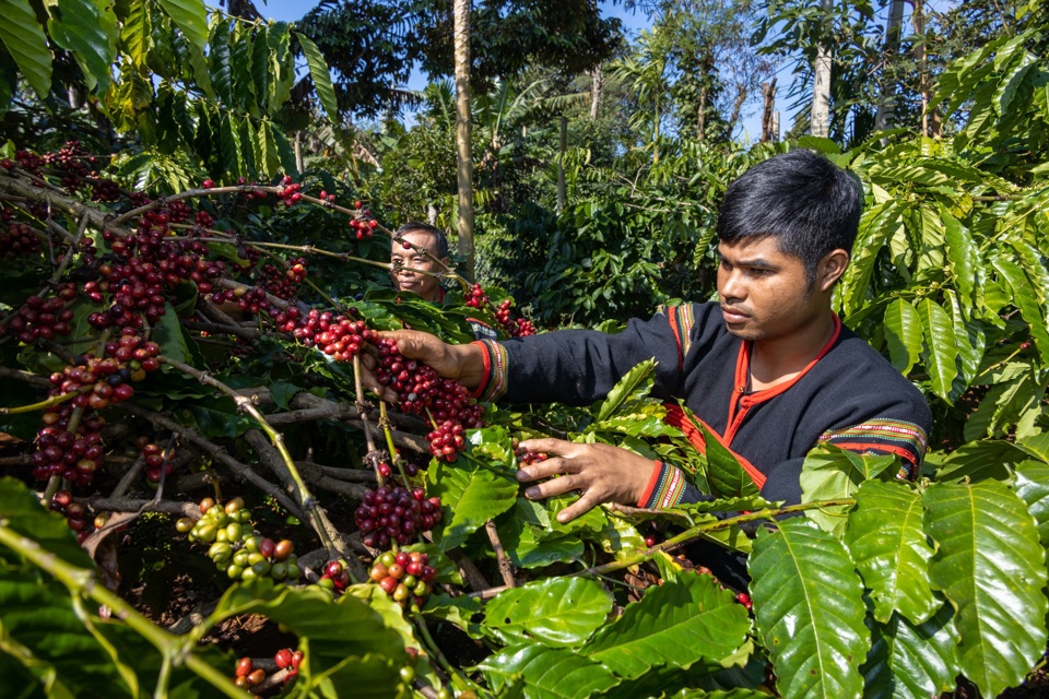 Gi&aacute; c&agrave; ph&ecirc; h&ocirc;m nay 17/6: Vẫn giữ mức cao kỷ lục, Robusta đang ở tr&ecirc;n đỉnh &nbsp;