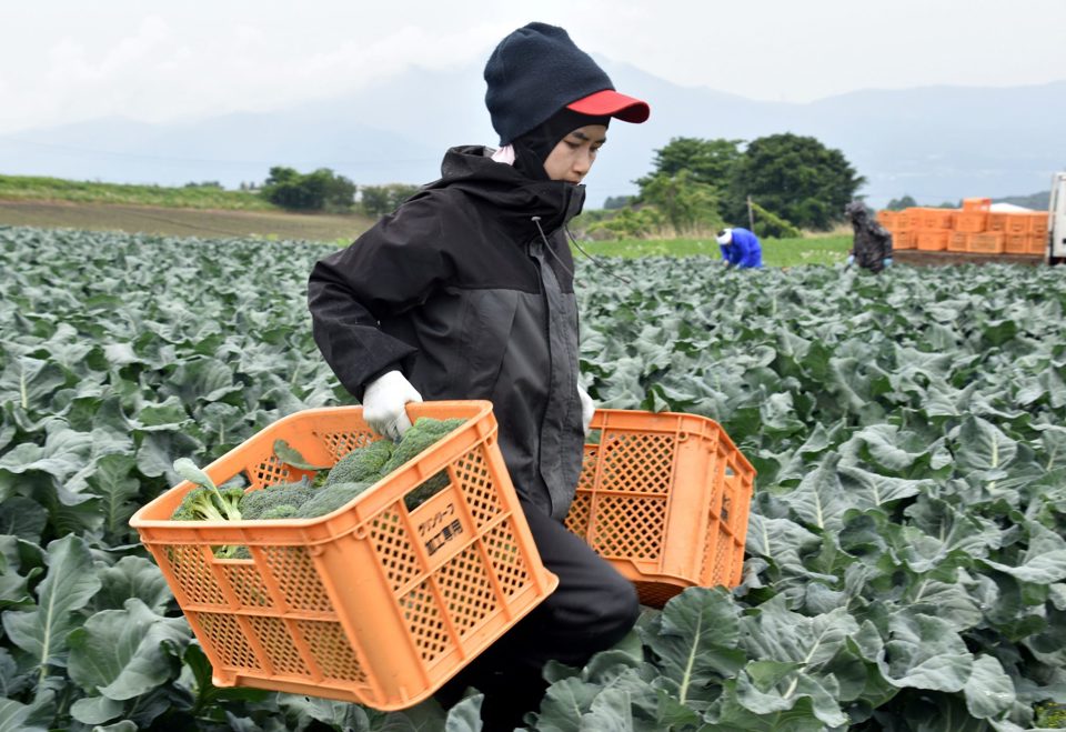 Lao động từ Th&aacute;i Lan l&agrave;m việc tại một trang trại ở tỉnh Gunma, Nhật Bản. Ảnh: Reuters