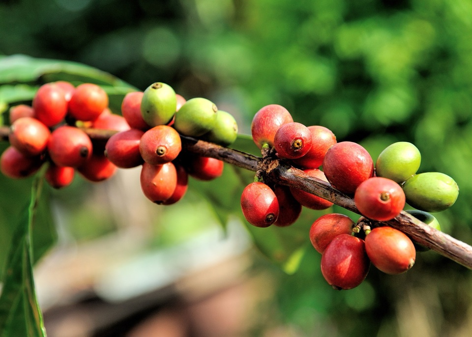 Giá cà phê hôm nay 19/6: Giải mã những nguyên nhân đẩy Robusta tăng kỷ lục